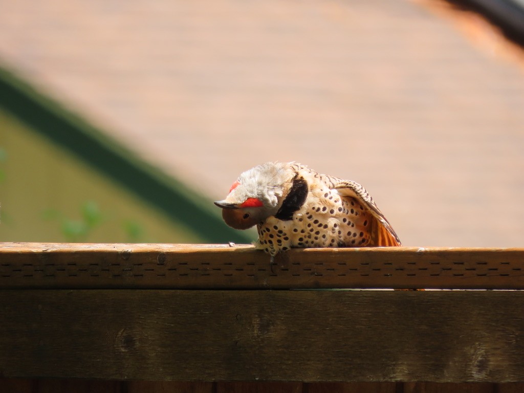 Northern Flicker - Heidi Powers-Armstrong