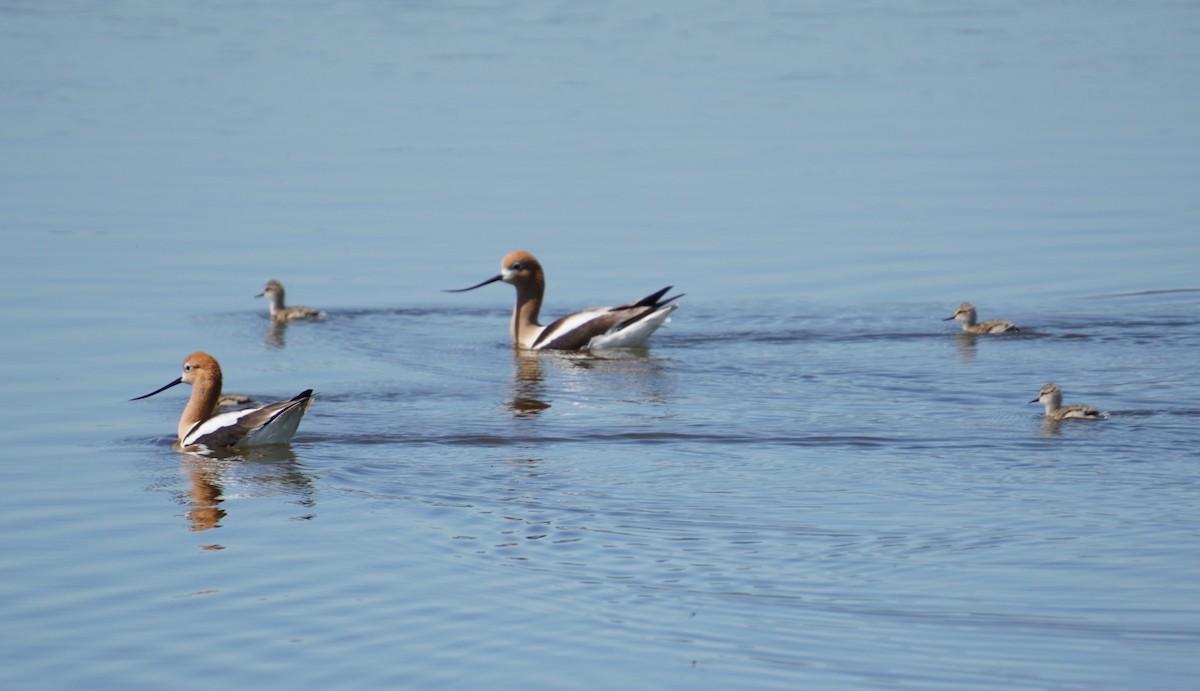 Avoceta Americana - ML619660117