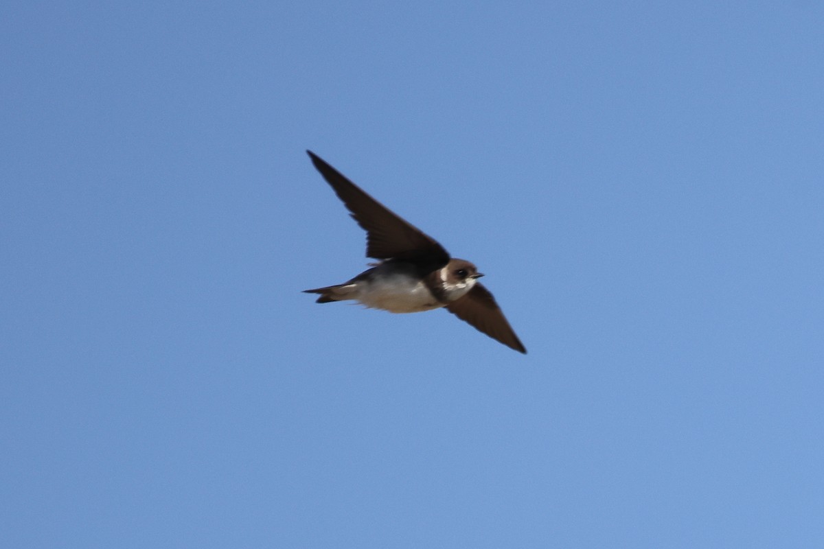 Bank Swallow - Gregory Luckert