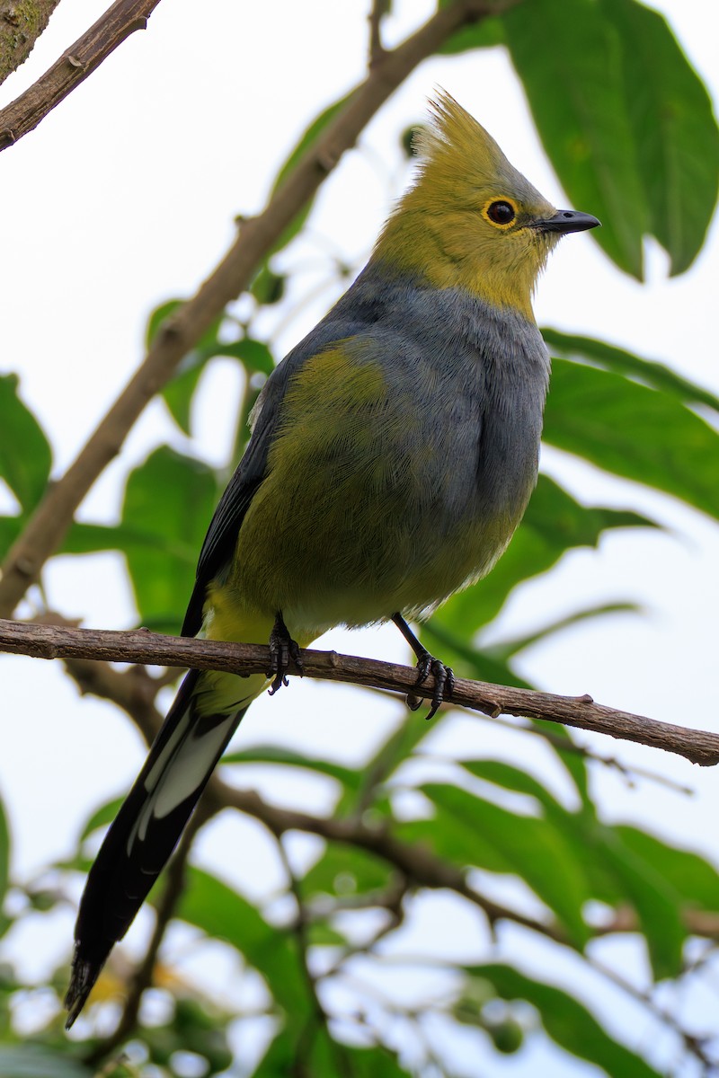 Long-tailed Silky-flycatcher - Norman Graf