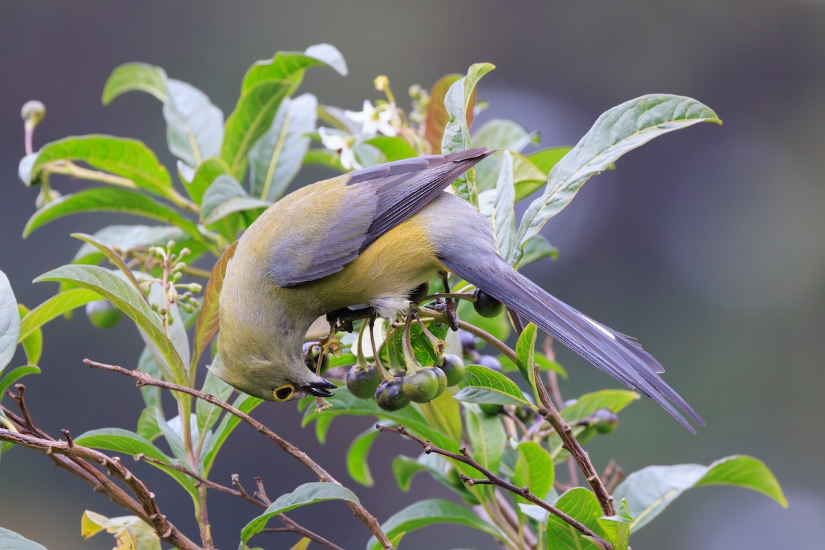 Long-tailed Silky-flycatcher - Norman Graf