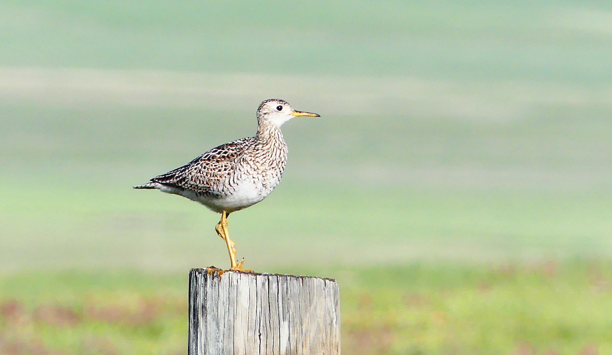 Upland Sandpiper - N Jones