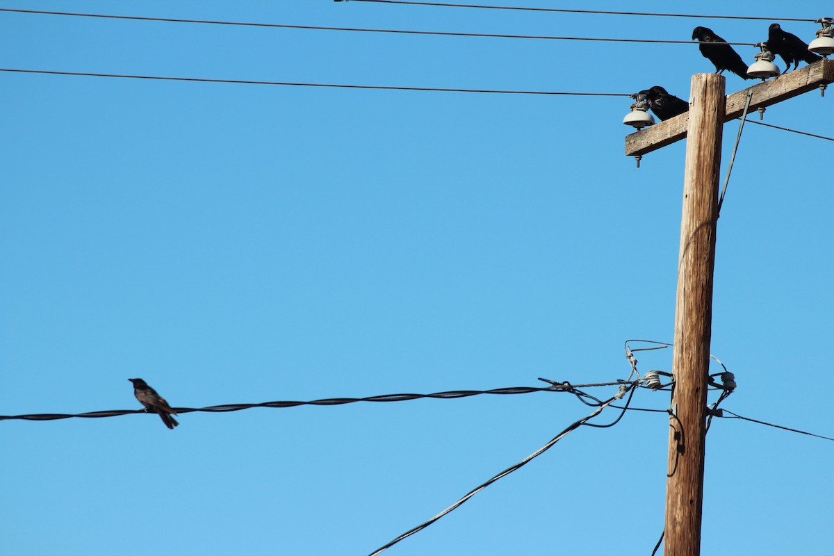 American Crow - ML619660126