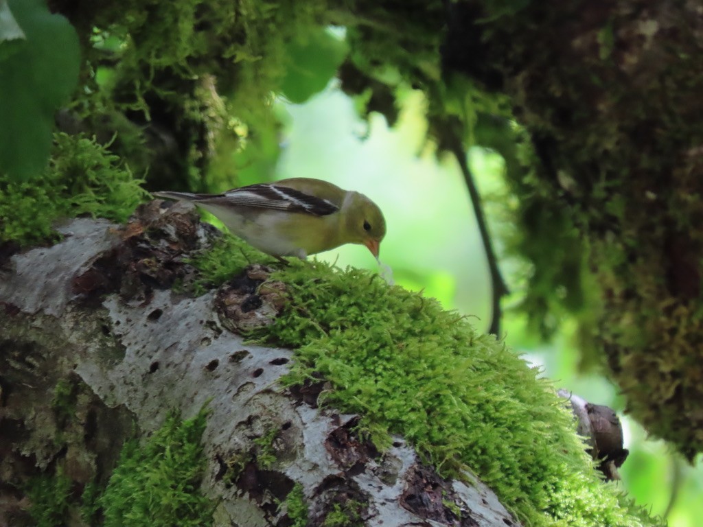 American Goldfinch - Heidi Powers-Armstrong