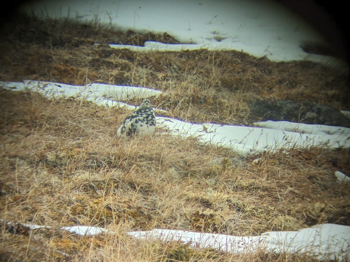 ptarmigan sp. - Alex Oberg