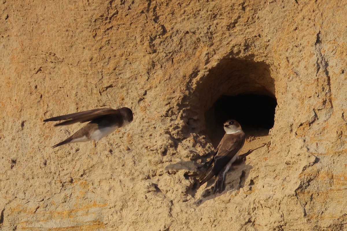 Bank Swallow - Gregory Luckert