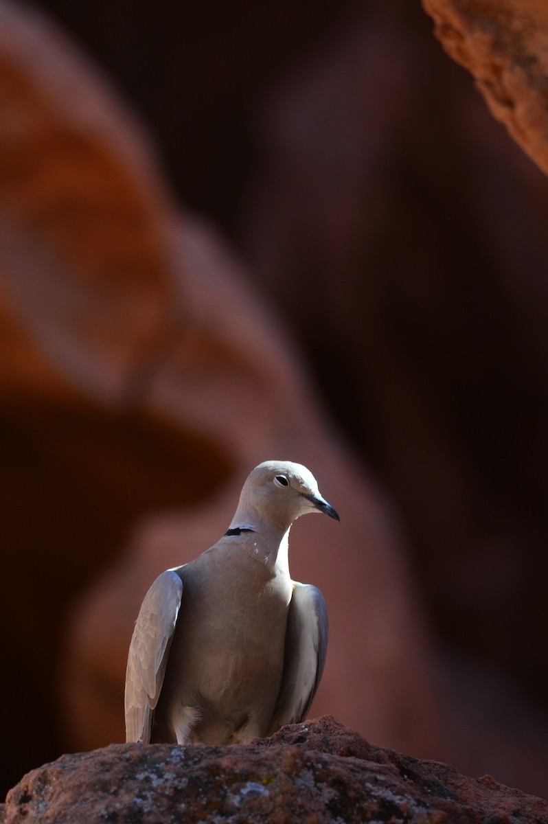 Eurasian Collared-Dove - Simon Valdez-Juarez