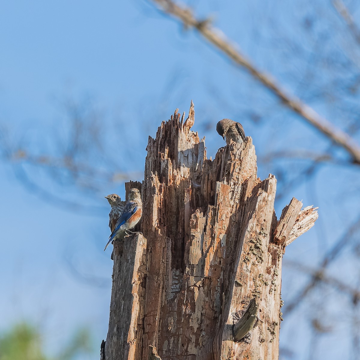 Eastern Bluebird - Gary Leavens