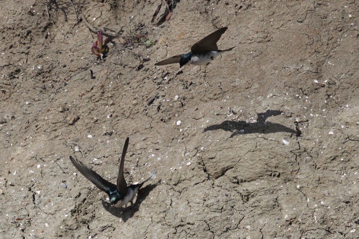 Tree Swallow - Gregory Luckert