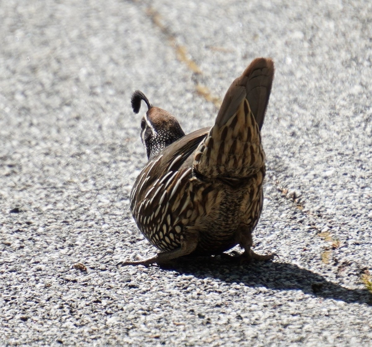 California Quail - Andy N