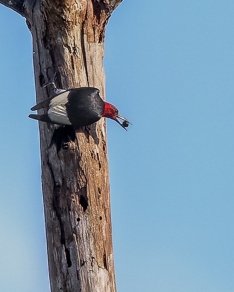 Red-headed Woodpecker - Gary Leavens