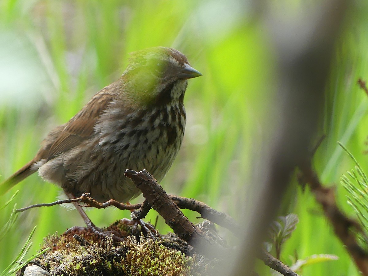 Song Sparrow - Gus van Vliet