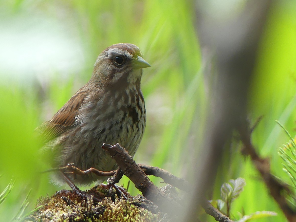 Song Sparrow - Gus van Vliet