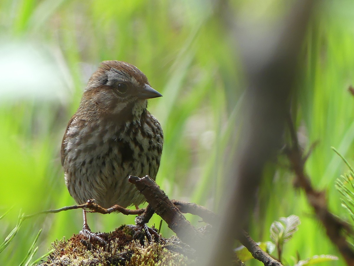 Song Sparrow - Gus van Vliet