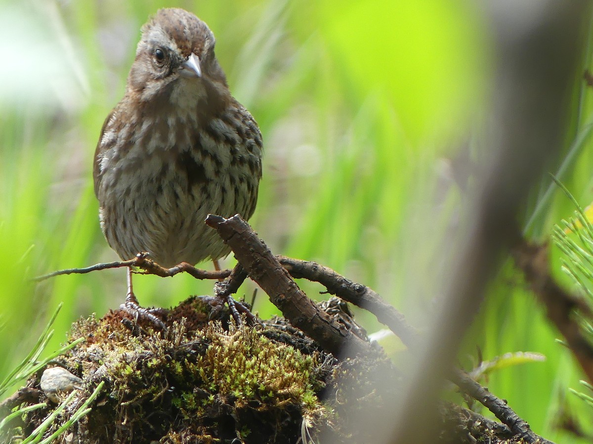 Song Sparrow - Gus van Vliet