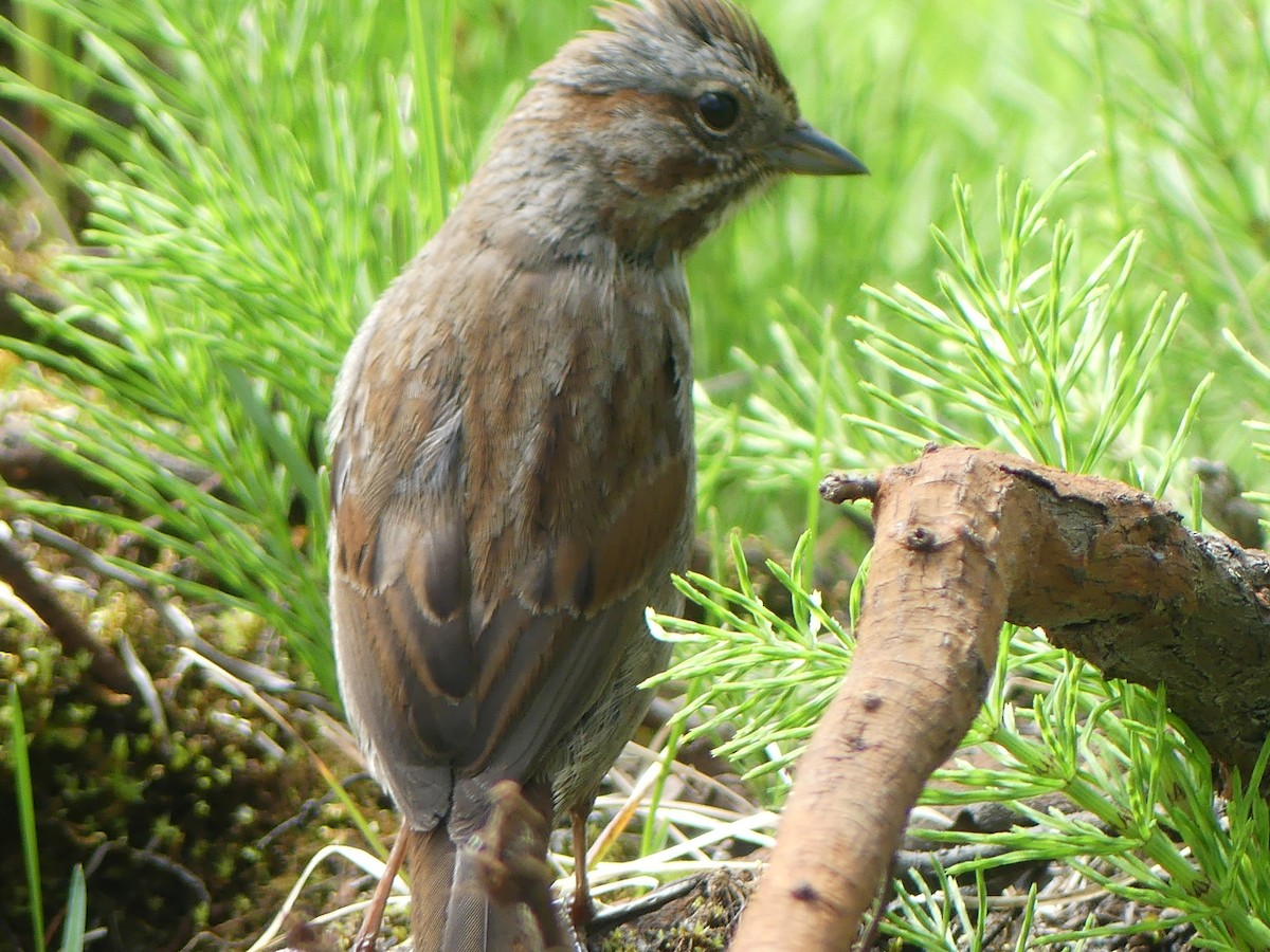 Song Sparrow - Gus van Vliet