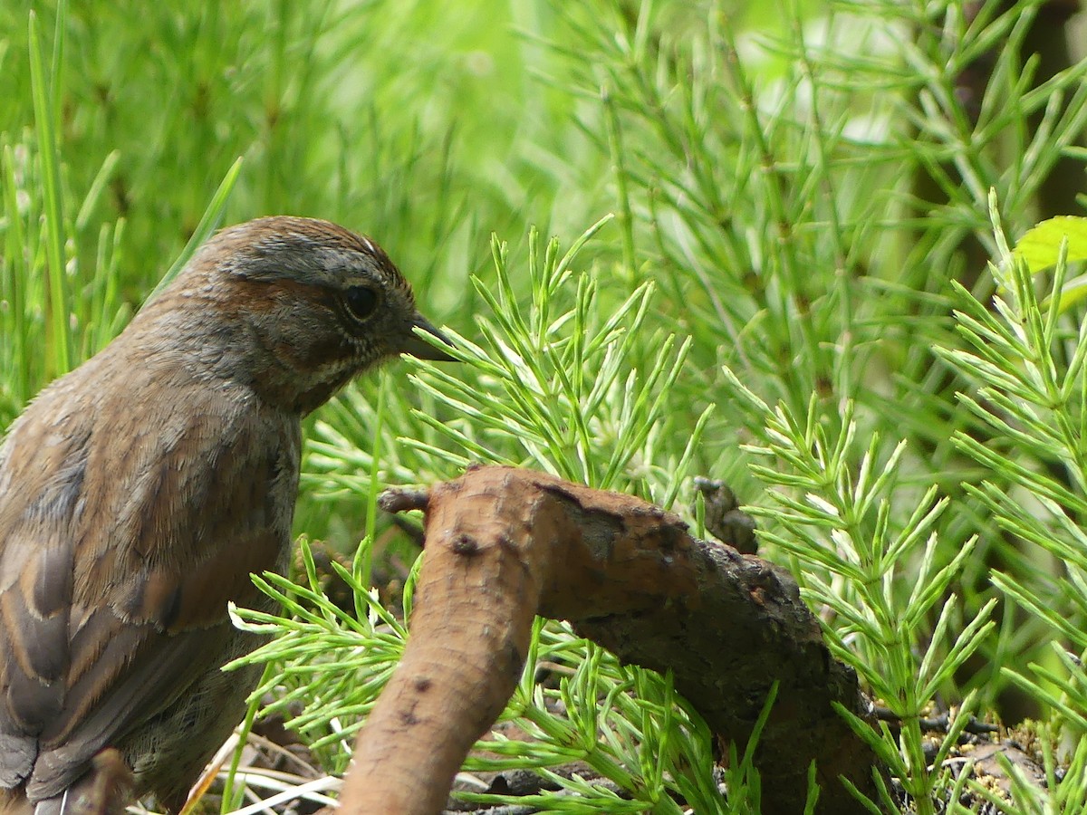 Song Sparrow - Gus van Vliet