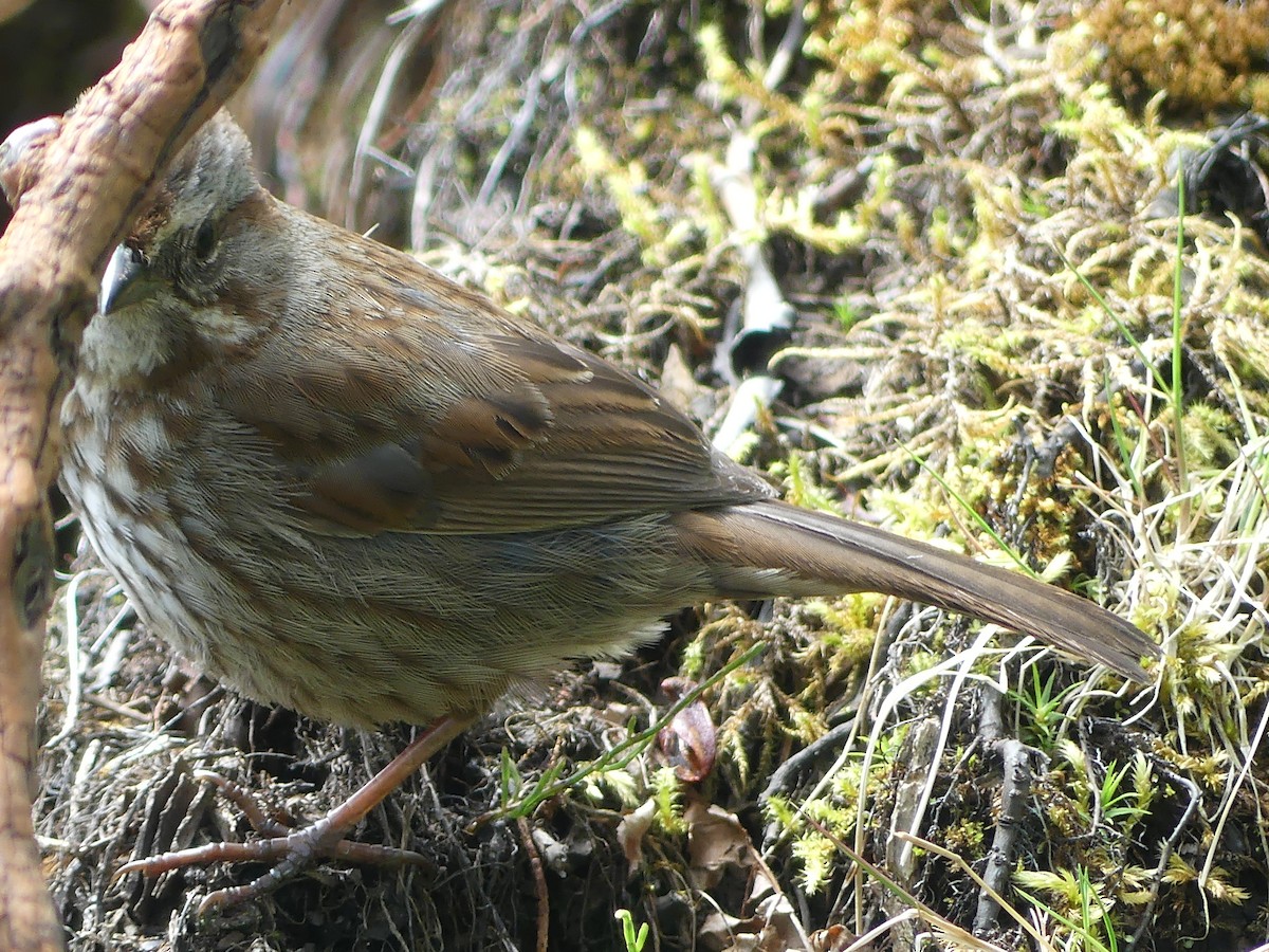 Song Sparrow - Gus van Vliet