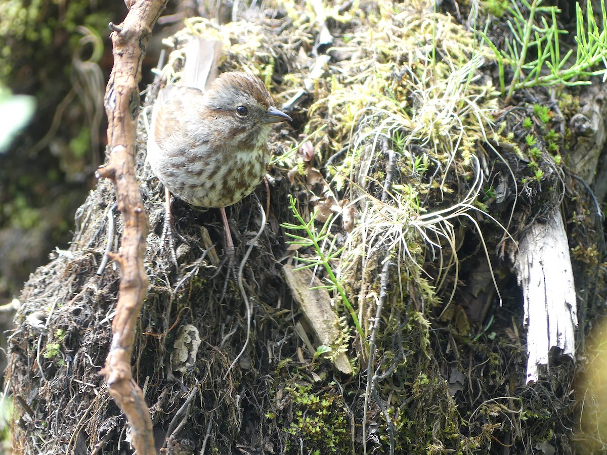 Song Sparrow - Gus van Vliet