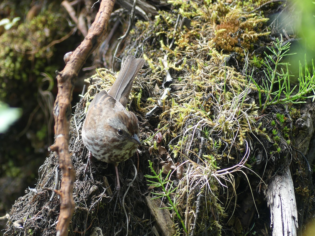 Song Sparrow - Gus van Vliet