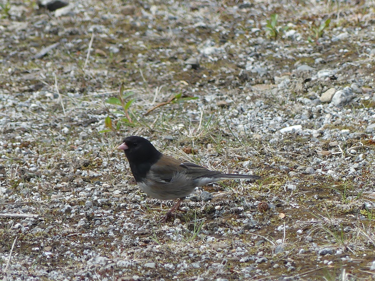 Dark-eyed Junco (Oregon) - Gus van Vliet