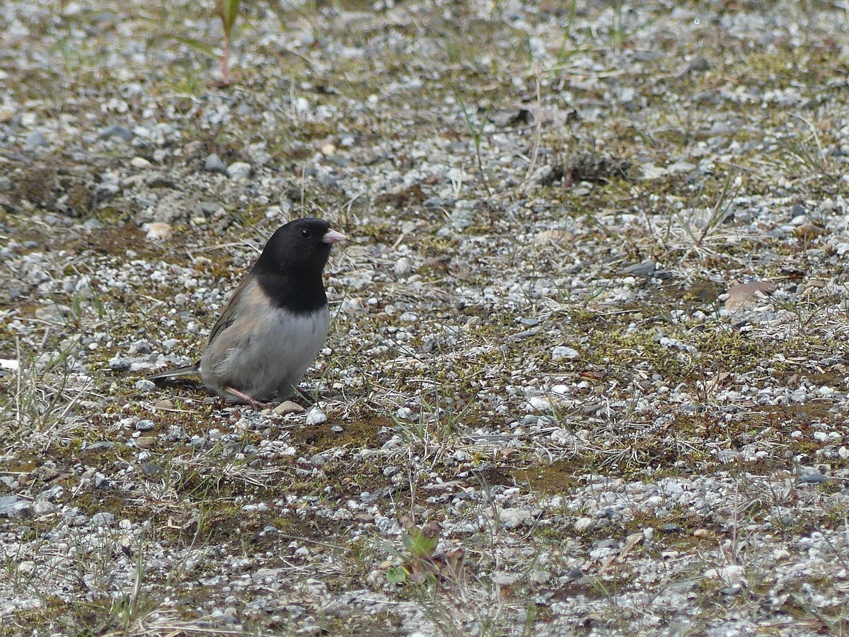 Dark-eyed Junco (Oregon) - Gus van Vliet