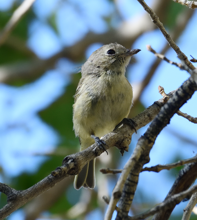 Huttonvireo - ML619660164