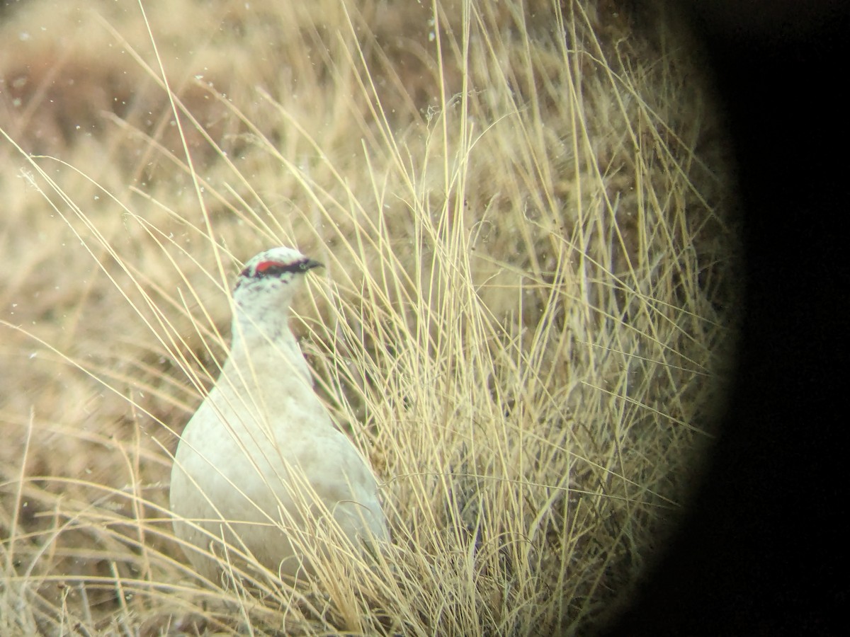 Rock Ptarmigan - Alex Oberg