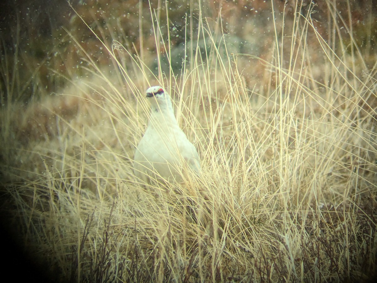 Rock Ptarmigan - ML619660167