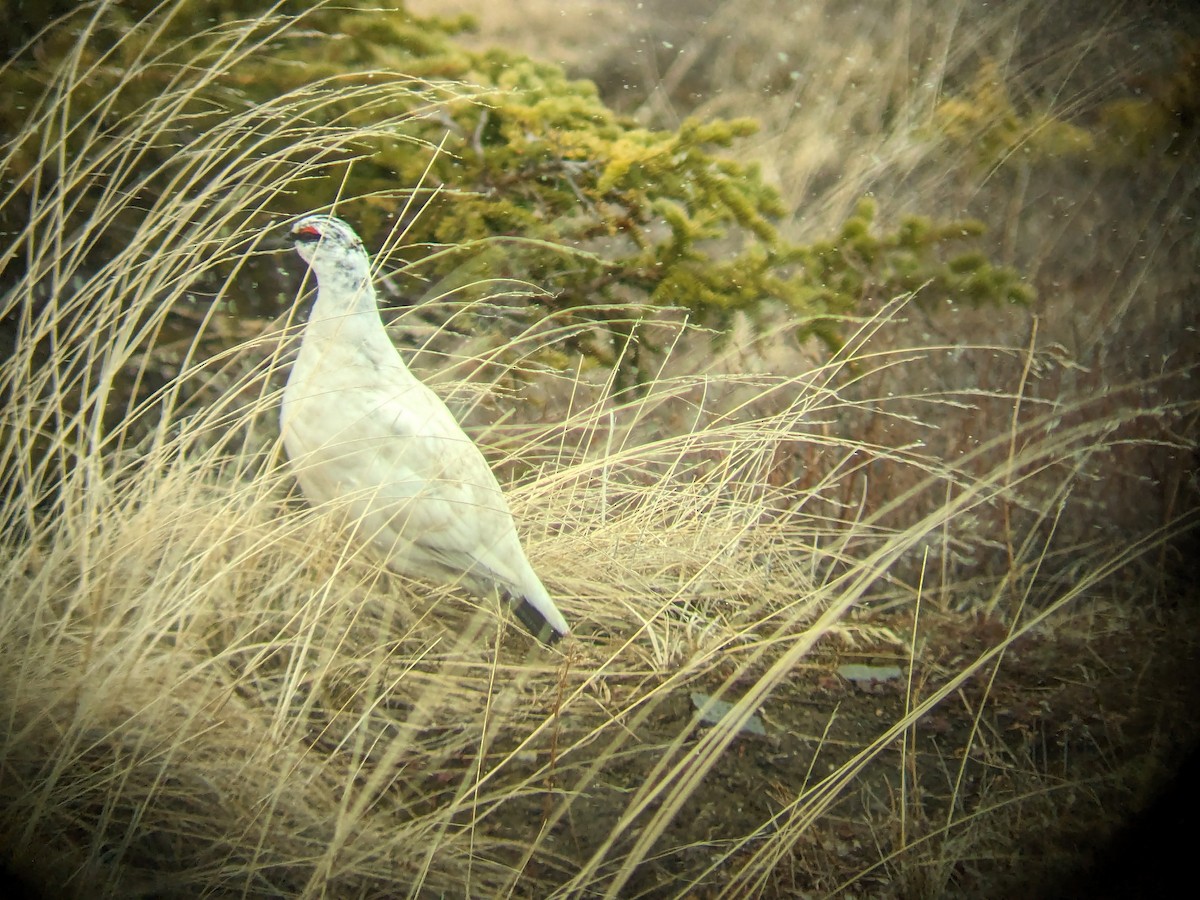 Rock Ptarmigan - Alex Oberg