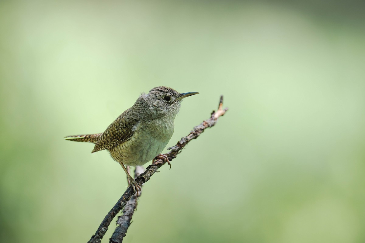 House Wren - Ruben Rodriguez