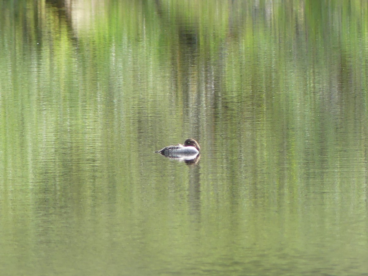 Common Goldeneye - Gus van Vliet