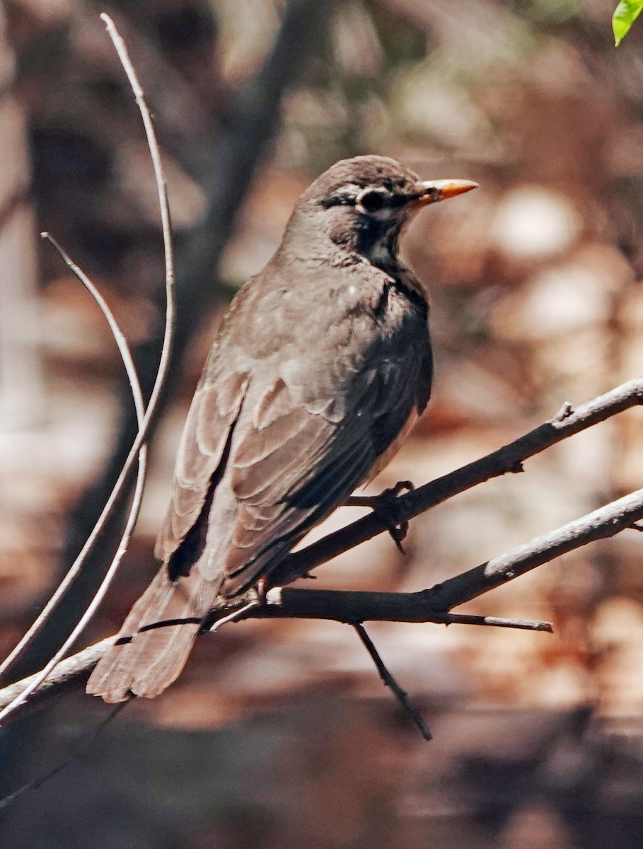 American Robin - Diane Drobka