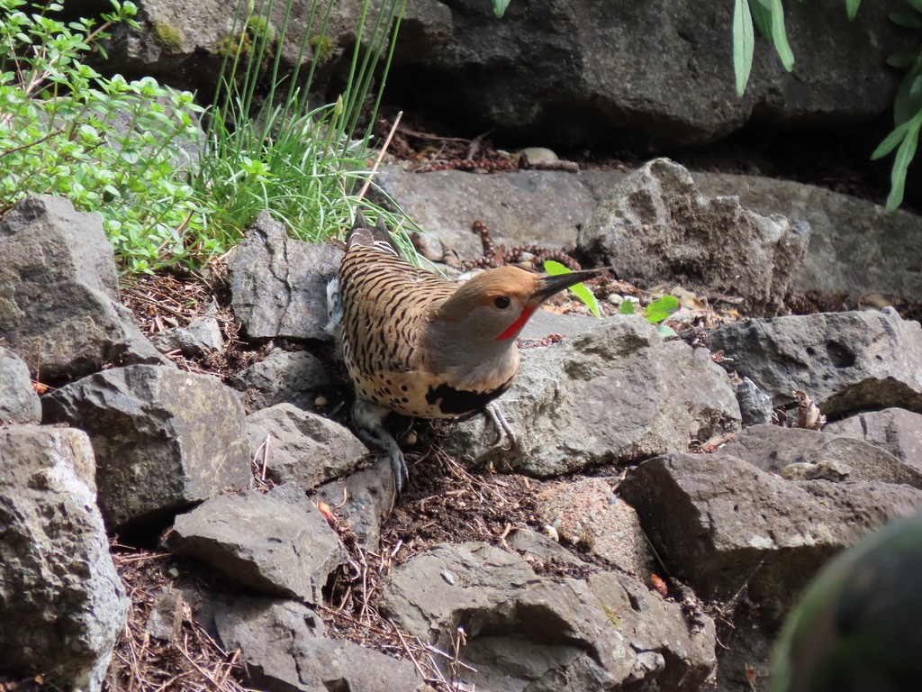 Northern Flicker - Heidi Powers-Armstrong