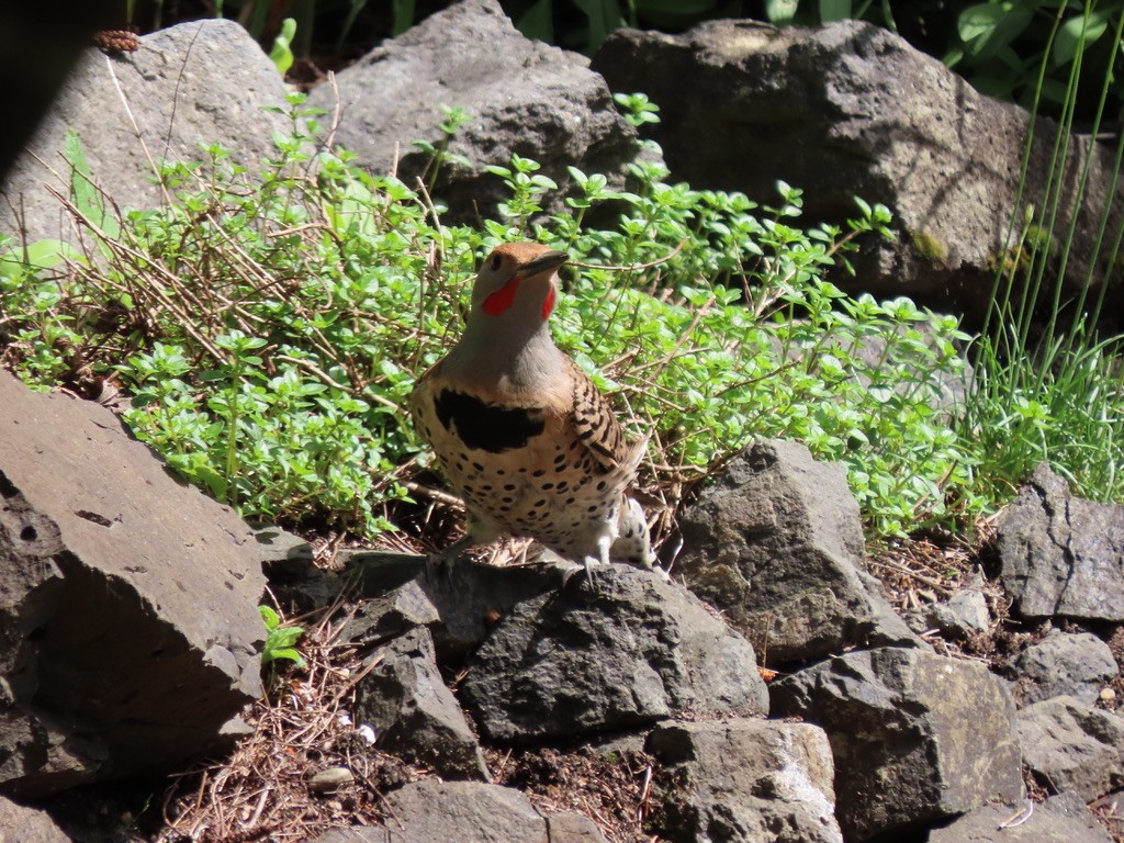 Northern Flicker - Heidi Powers-Armstrong