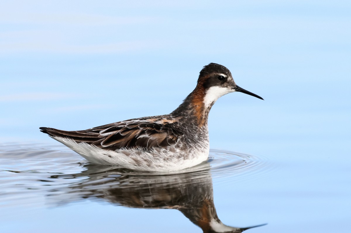 Red-necked Phalarope - Torgil Zethson