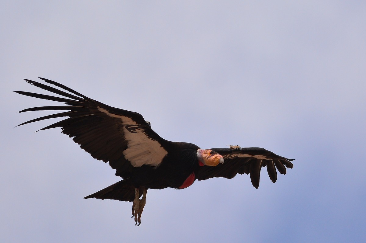 California Condor - Simon Valdez-Juarez