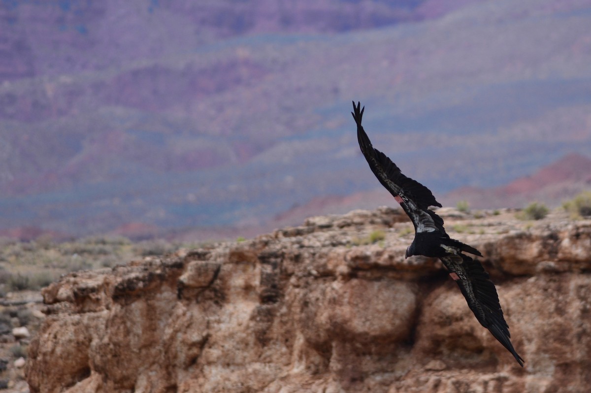 California Condor - ML619660196