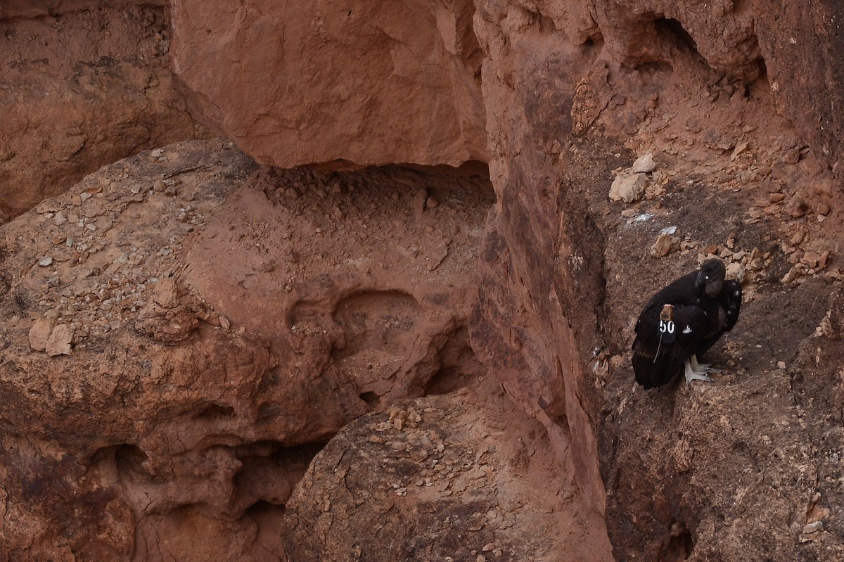 California Condor - ML619660201