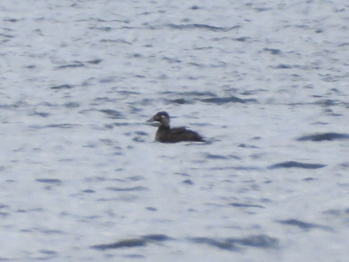 Surf Scoter - ML619660203