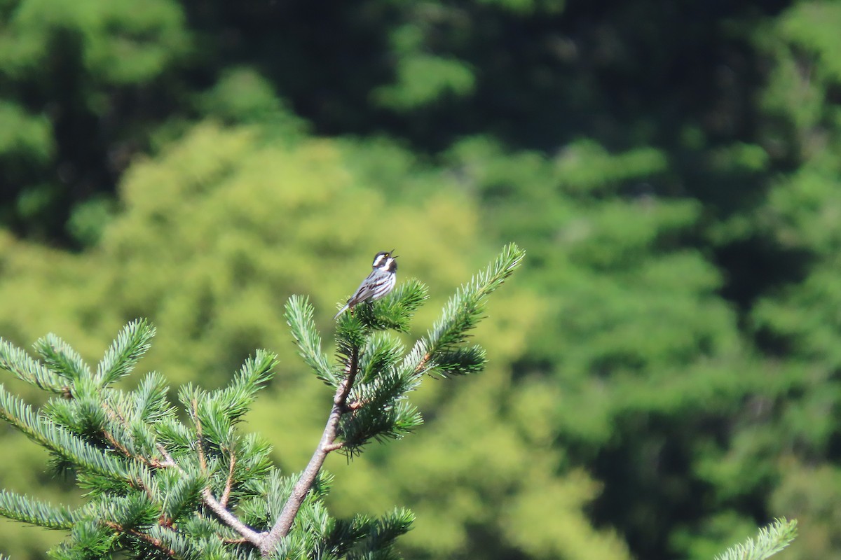 Black-throated Gray Warbler - Alex Mortimer