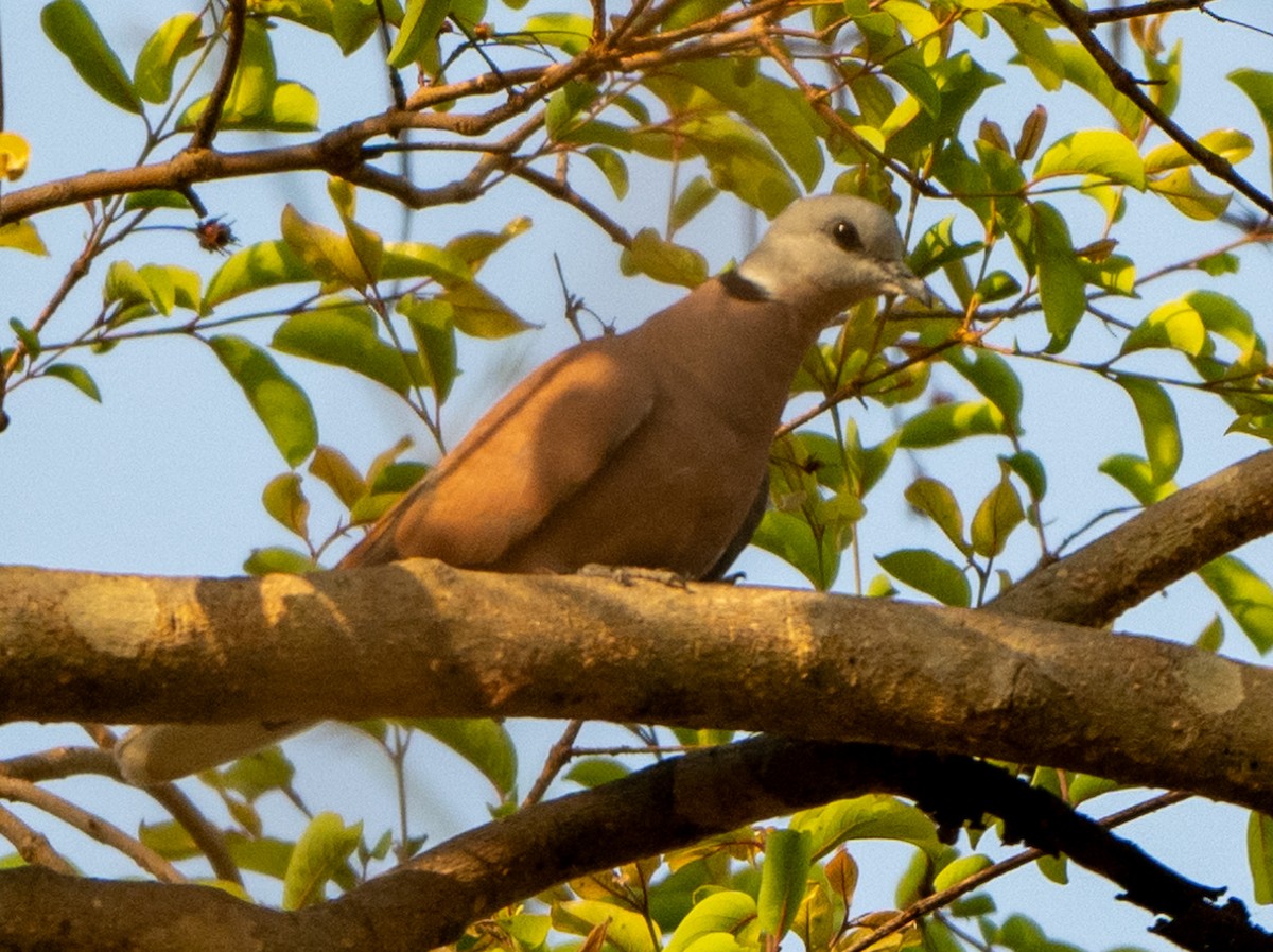 Red Collared-Dove - ML619660217