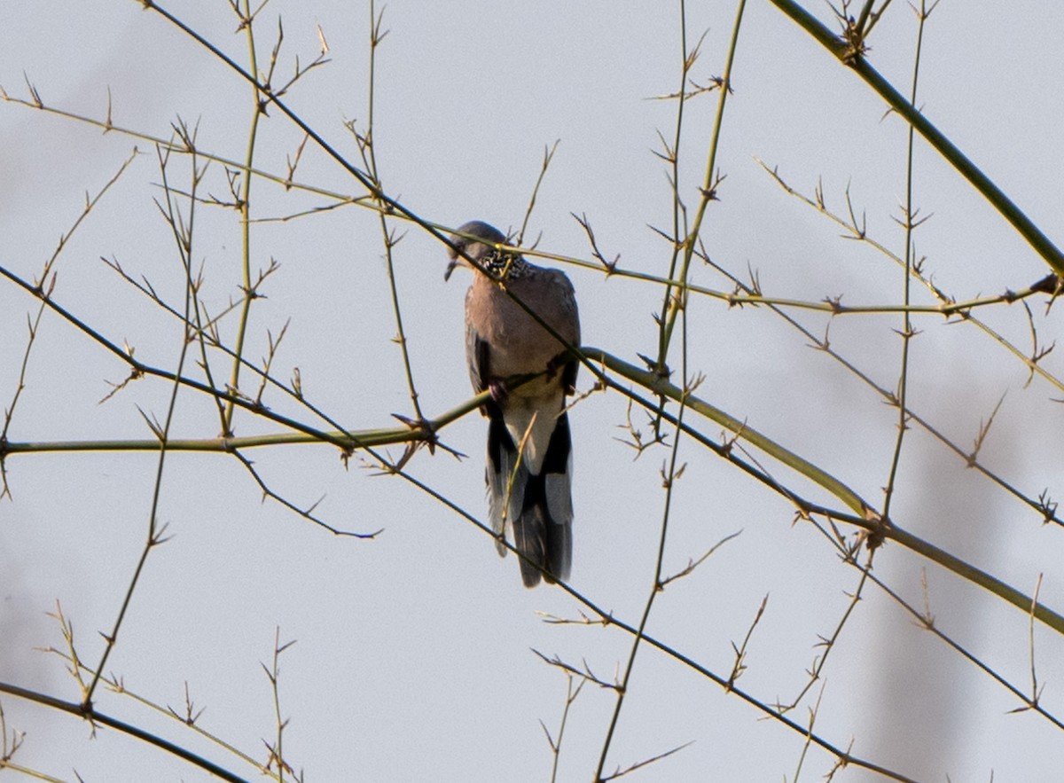 Spotted Dove - Jagdish Jatiya