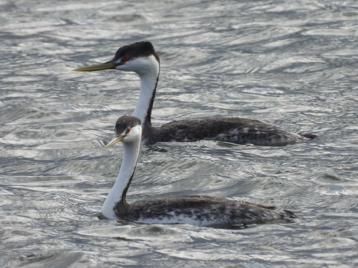 Western/Clark's Grebe - ML619660223