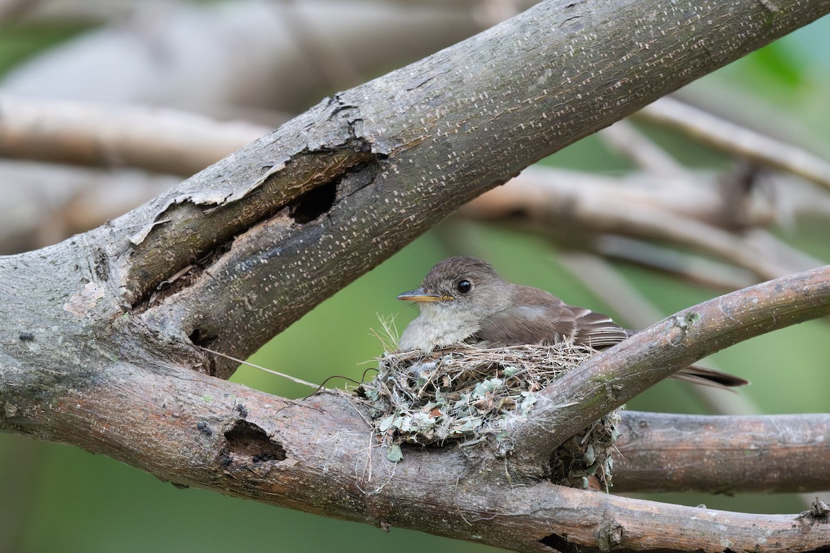 Northern Tropical Pewee - Steve Heinl