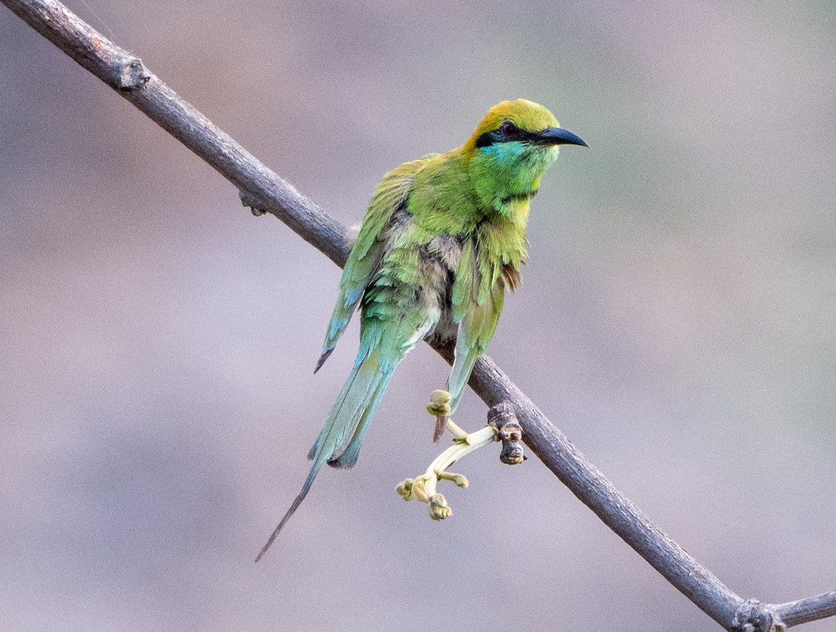 Asian Green Bee-eater - Jagdish Jatiya