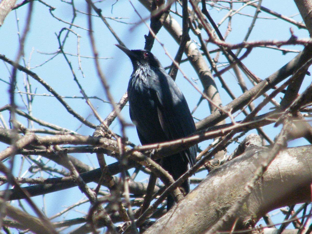 Blue Mockingbird - Helxine Fuentes Moreno