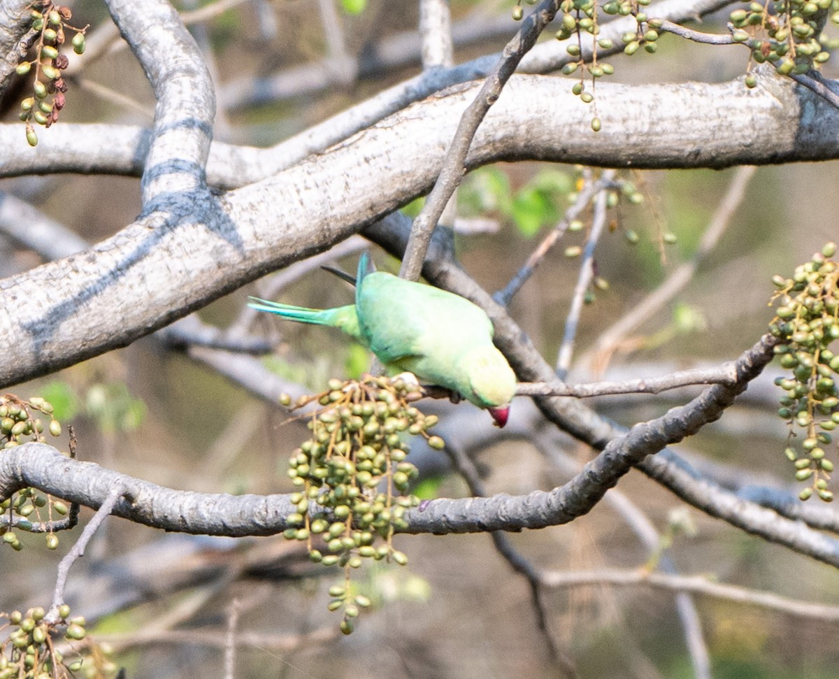 Rose-ringed Parakeet - Jagdish Jatiya