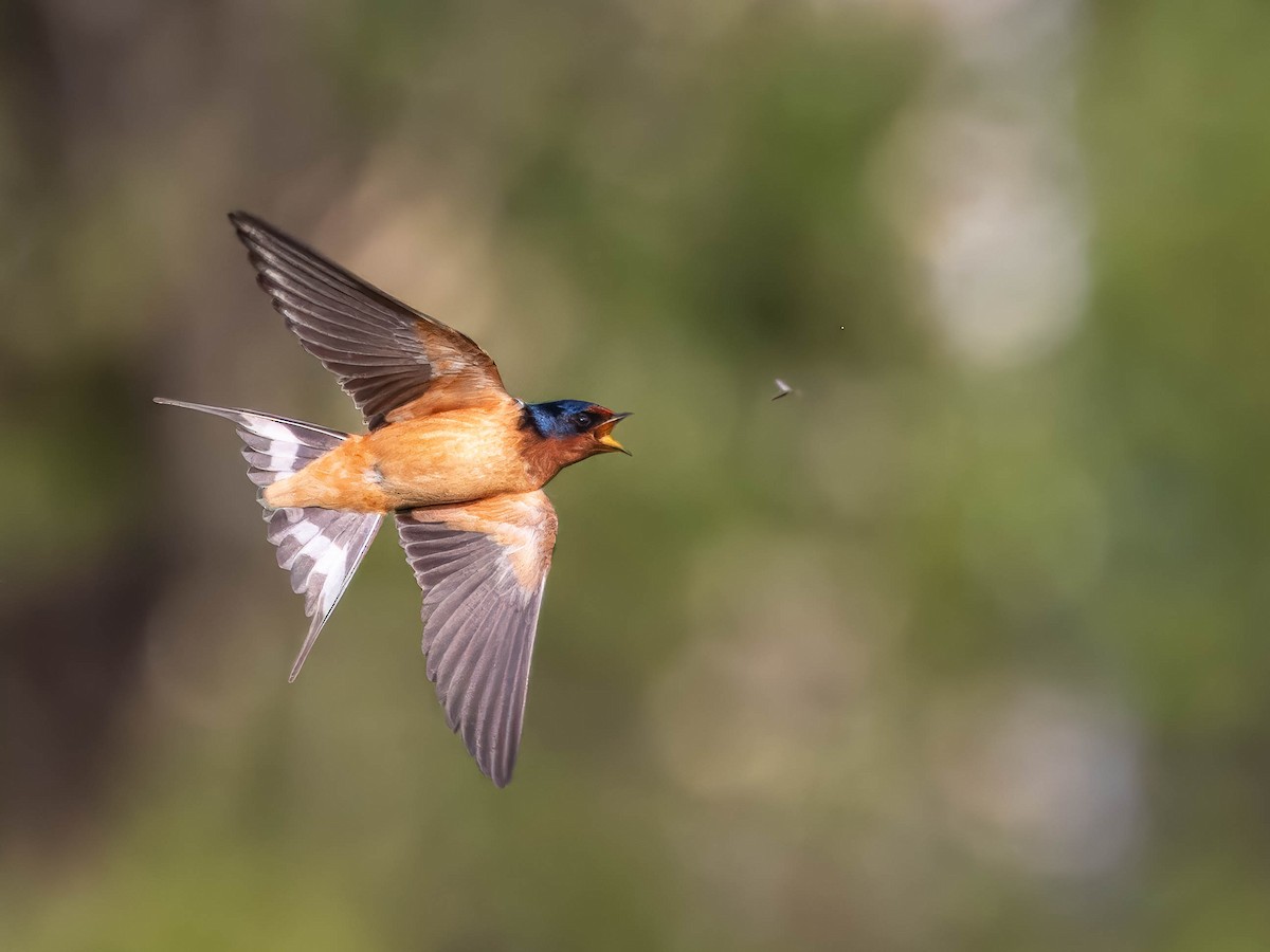 Barn Swallow - Andy DeBroux
