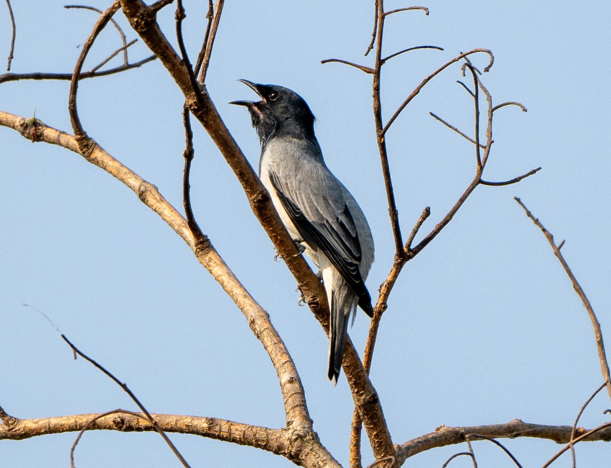 Black-headed Cuckooshrike - Jagdish Jatiya